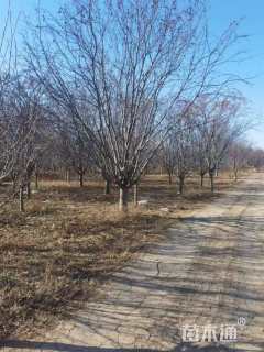 26公分绚丽海棠