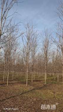 12公分美国红枫