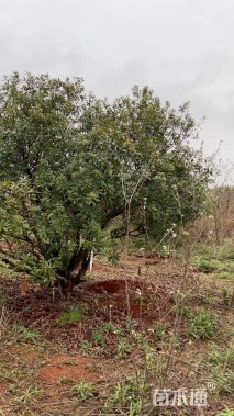 20公分(3杆)丛生杨梅