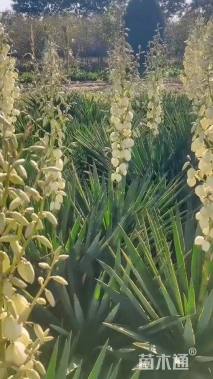 高度40厘米凤尾兰