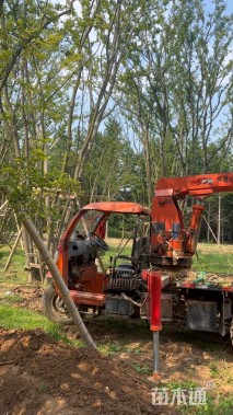 120公分(8杆)丛生朴树