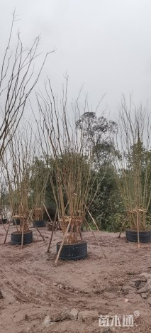 高度700厘米丛生紫薇