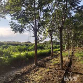 20公分黄山栾树