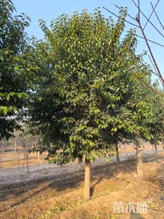 10公分大叶女贞