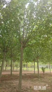 18公分法桐