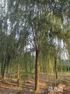 23公分青皮垂柳