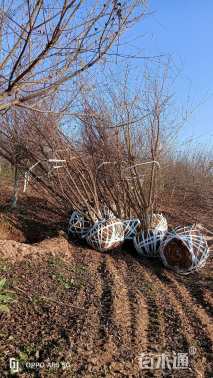 高度600厘米丛生元宝枫