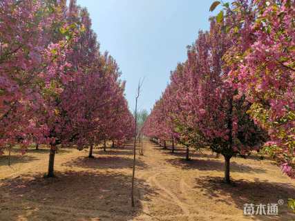 17公分绚丽海棠