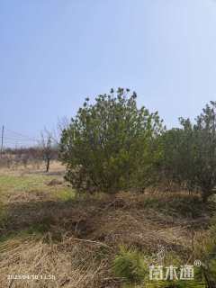 高度2500厘米白皮松