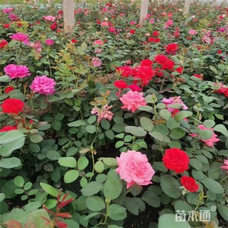 高度30厘米月季