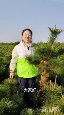 高度80厘米油松