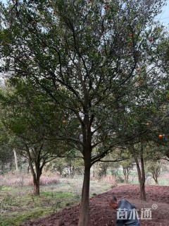 高度650厘米红桔