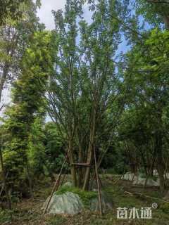 10公分(5杆)丛生朴树