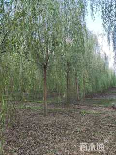 15公分垂柳