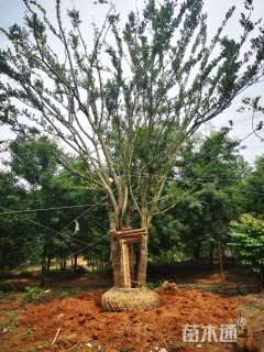 70公分丛生朴树