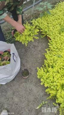 高度10厘米金叶过路黄