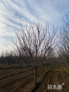 20公分日本晚樱