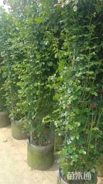 高度230厘米月季