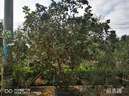 15公分丛生香泡