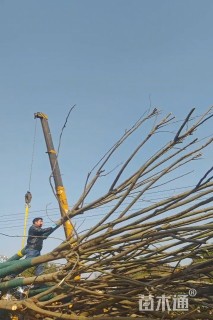 17公分黄山栾树