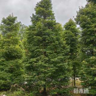 18公分金丝楠木