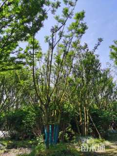 12公分(5杆)丛生蓝花楹