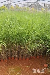 高度80厘米芦苇