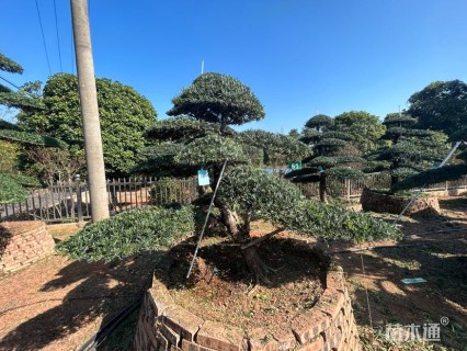 容器苗造型罗汉松