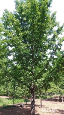 18公分无心银杏