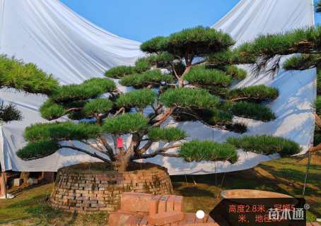 25公分造型油松