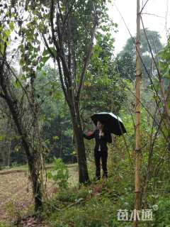 30公分木瓜海棠