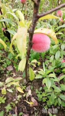 高度80厘米李子树