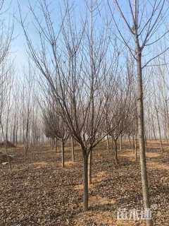 10公分普贤象樱花