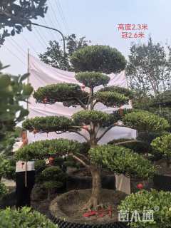 12公分造型黄杨