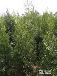 高度150厘米侧柏