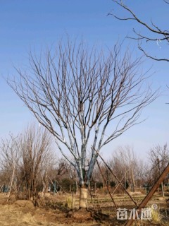 60公分丛生黄连木