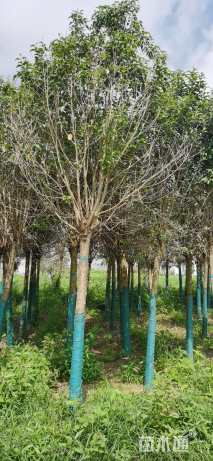 10公分大叶女贞