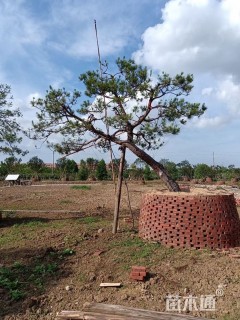 高度4厘米马尾松