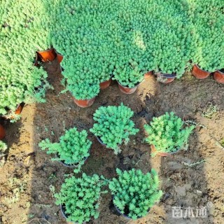 高度20厘米中华景天