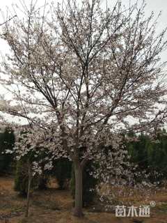 25公分高杆染井吉野樱