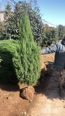 高度170厘米刺柏