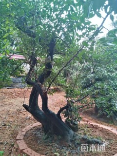 高度260厘米金弹子