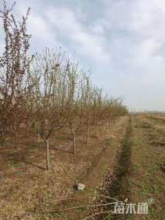 12公分西府海棠