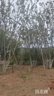 15公分(5杆)丛生朴树