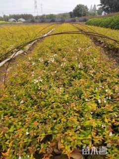 高度20厘米金叶大花六道木