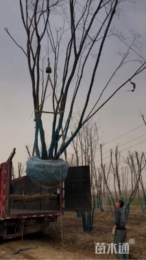 高度400厘米丛生蒙古栎