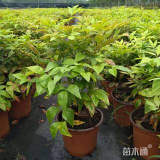 高度35厘米火焰南天竹