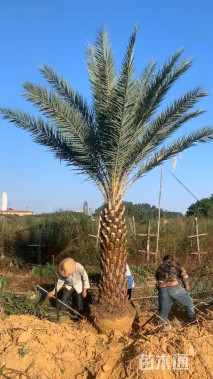 裸干高100厘米中东海枣