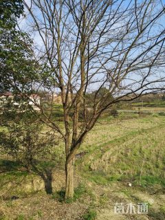 30公分丛生朴树