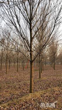 13公分美国红枫-红冠